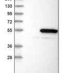 Merck Anti-ARMT1 antibody produced in rabbit