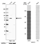 Merck Anti-MACC1 antibody produced in rabbit