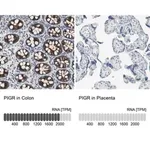 Merck Anti-PIGR antibody produced in rabbit