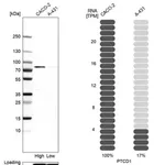 Merck Anti-PTCD1 antibody produced in rabbit