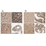 Merck Anti-MRPS22 antibody produced in rabbit