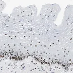 Merck Anti-AJUBA antibody produced in rabbit