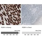 Merck Anti-PDZK1 antibody produced in rabbit