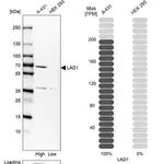 Merck Anti-LAD1 antibody produced in rabbit