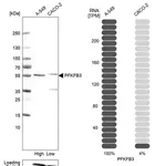 Merck Anti-PFKFB3 antibody produced in rabbit