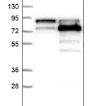 Merck Anti-PRMT3 antibody produced in rabbit
