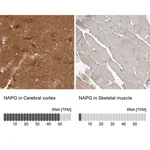Merck Anti-NAPG antibody produced in rabbit