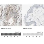 Merck Anti-PASD1 antibody produced in rabbit