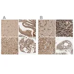 Merck Anti-MRPS22 antibody produced in rabbit