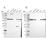 Merck Anti-LTA4H antibody produced in rabbit