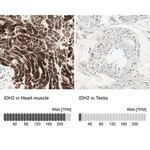 Merck Anti-IDH2 antibody produced in rabbit