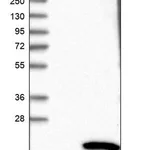 Merck Anti-TMEM243 antibody produced in rabbit