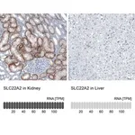 Merck Anti-SLC22A2 antibody produced in rabbit