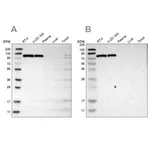 Merck Anti-HK1 antibody produced in rabbit