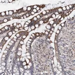 Merck Anti-MGLL antibody produced in rabbit