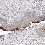 Merck Anti-TNFSF14 antibody produced in rabbit