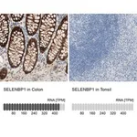 Merck Anti-SELENBP1 antibody produced in rabbit