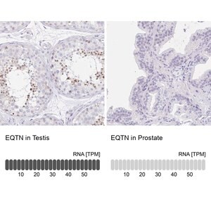 Merck Anti-EQTN antibody produced in rabbit