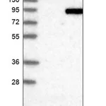 Merck Anti-PTPDC1 antibody produced in rabbit