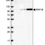 Merck Anti-RRP1B antibody produced in rabbit