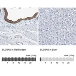 Merck Anti-SLC6A6 antibody produced in rabbit
