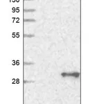 Merck Anti-TMEM179B antibody produced in rabbit