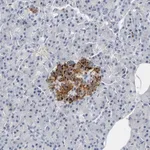 Merck Anti-GNAS antibody produced in rabbit