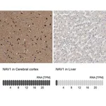 Merck Anti-NAV1 antibody produced in rabbit