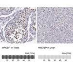 Merck Anti-MRGBP antibody produced in rabbit