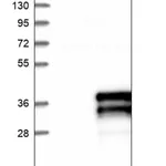 Merck Anti-ZFAND5 antibody produced in rabbit