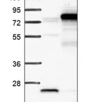 Merck Anti-ZNHIT6 antibody produced in rabbit