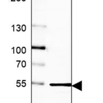 Merck Anti-RRP1 antibody produced in rabbit