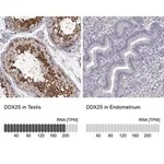 Merck Anti-DDX25 antibody produced in rabbit