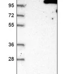 Merck Anti-VPS41 antibody produced in rabbit