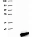 Merck Anti-MED22 antibody produced in rabbit
