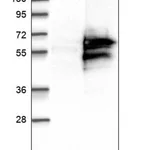 Merck Anti-CAAP1 antibody produced in rabbit
