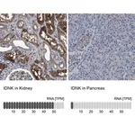 Merck Anti-IDNK antibody produced in rabbit
