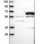 Merck Anti-MPP6 antibody produced in rabbit