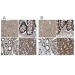 Merck Anti-NDUFV3 antibody produced in rabbit