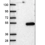 Merck Anti-FAM185A antibody produced in rabbit