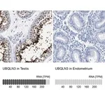 Merck Anti-UBQLN3 antibody produced in rabbit