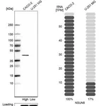 Merck Anti-NSUN5 antibody produced in rabbit