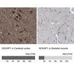 Merck Anti-NCKAP1 antibody produced in rabbit