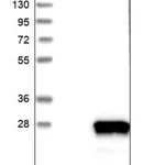 Merck Anti-IFT27 antibody produced in rabbit