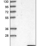 Merck Anti-DSCR4 antibody produced in rabbit