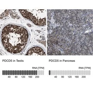 Merck Anti-PDCD5 antibody produced in rabbit