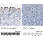Merck Anti-UPK3A antibody produced in rabbit