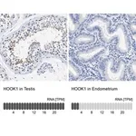 Merck Anti-HOOK1 antibody produced in rabbit