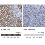 Merck Anti-ADH4 antibody produced in rabbit