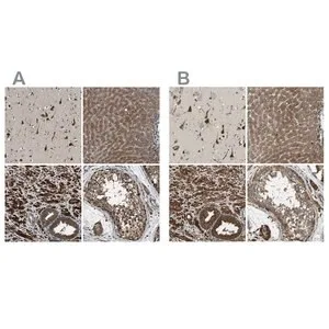 Merck Anti-ERGIC1 antibody produced in rabbit